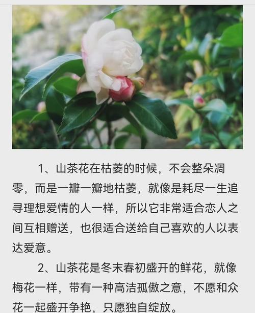冬美人的花语是什么？这种花象征着什么？