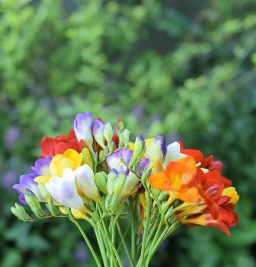 长苍兰的花语是什么？它寓意着什么？