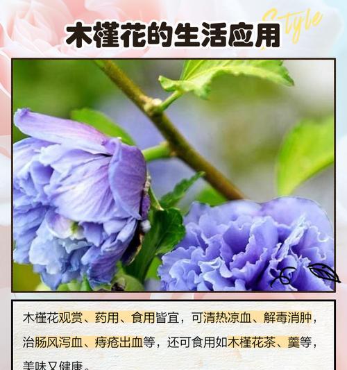 木槿花的花语有哪些？背后的故事是什么？