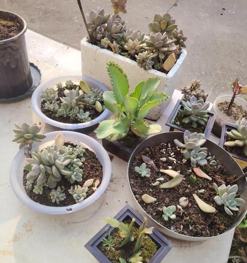 落地生根的花语是什么？这种植物有何特殊含义？