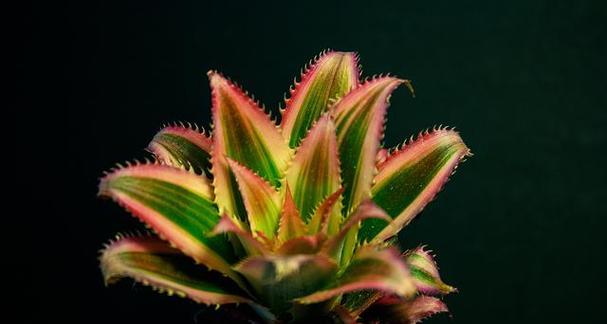 落地生根的花语是什么？这种植物有何特殊含义？