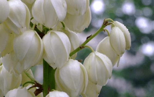 云实的花语有哪些？它代表了什么？