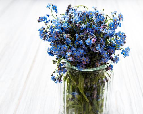 勿忘我的花语是什么？它象征着怎样的情感？