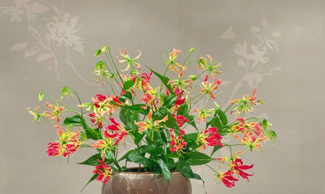 嘉兰的花语有哪些？它寓意着什么？