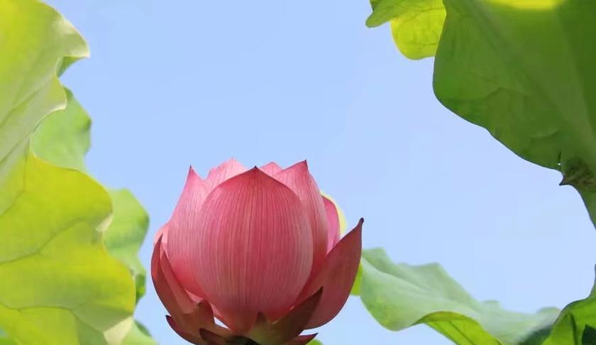 荷花在6月的花语是什么？它象征着什么？