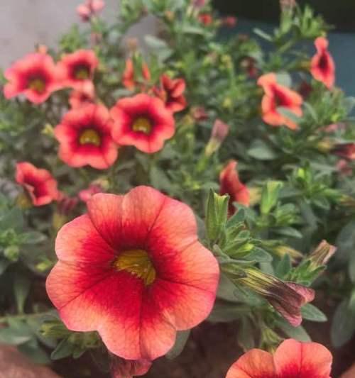 紫粉矮牵牛的花语是什么？它有何特别含义？