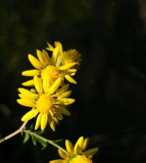 野菊花的花语是什么？它象征着什么？
