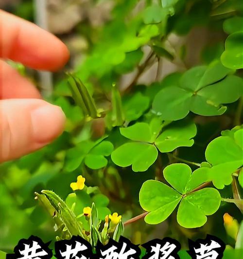 三角叶酢浆草的花语是什么？它有何特殊含义？