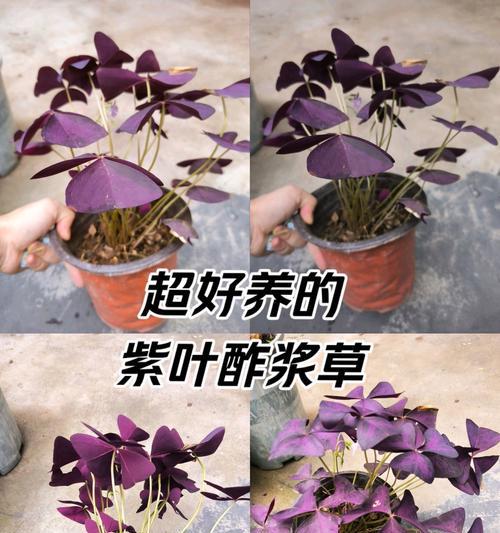 三角叶酢浆草的花语是什么？它有何特殊含义？