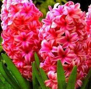 红色洋桔梗的花语是什么？它象征着什么？