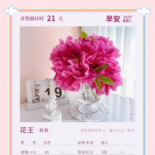 牡丹花语有哪些含义？如何选择牡丹表达情感？