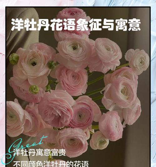 牡丹花语有哪些含义？如何选择牡丹表达情感？