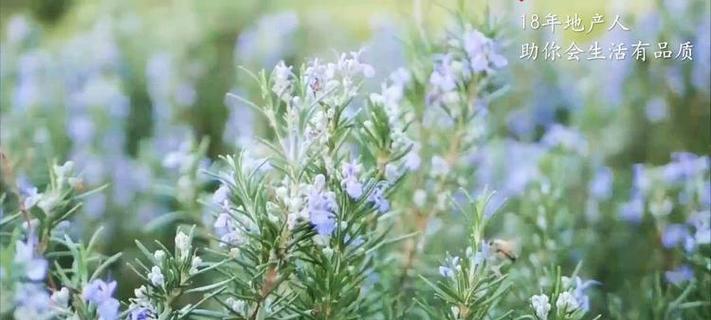 迷蝶香的花语是什么？它象征着怎样的情感？