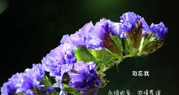 哪些花是最常见的？它们各自的花语是什么？