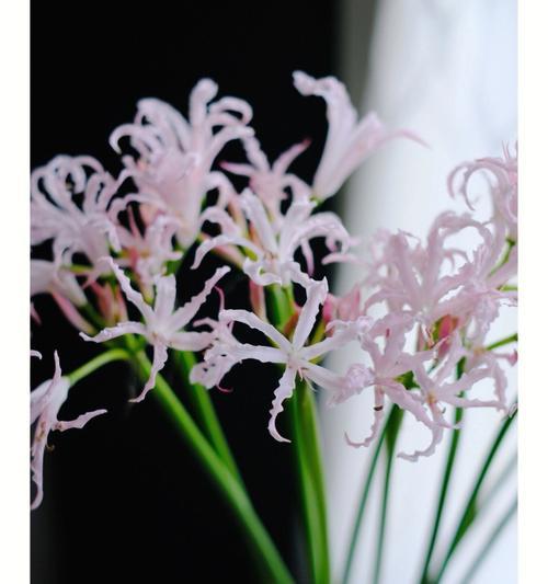 哪些花是最常见的？它们各自的花语是什么？