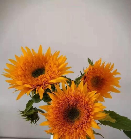 太阳花的花语是什么？如何用太阳花表达祝福？