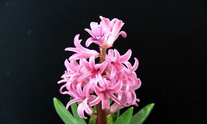粉色风信子的花语有何深意？它代表了哪种情感？