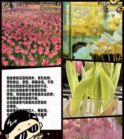 哪些花寓意着爱？它们的花语分别是什么？