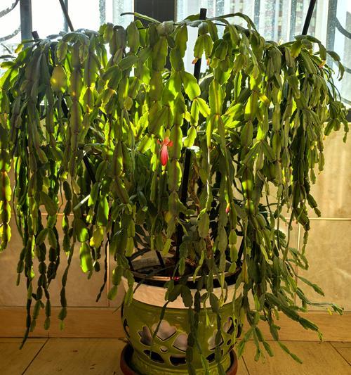 蟹爪兰长花苞时的花语是什么？它预示着什么？