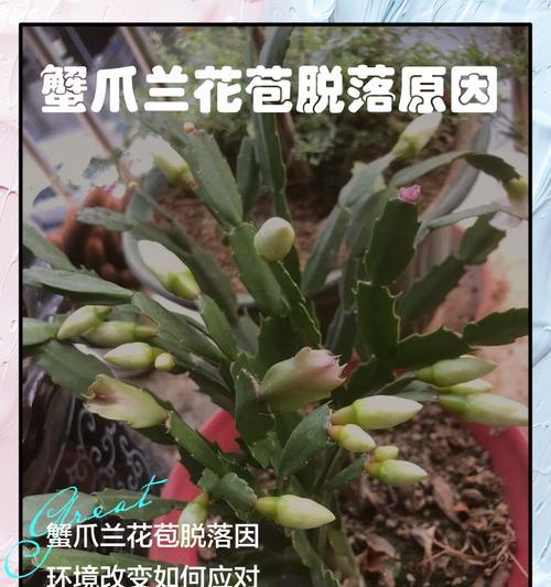 蟹爪兰长花苞时的花语是什么？它预示着什么？