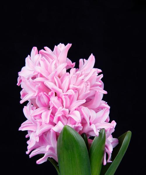 风信子有哪些花语？它们各自代表什么意义？