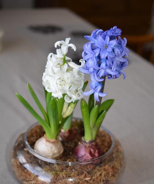 风信子有哪些花语？它们各自代表什么意义？