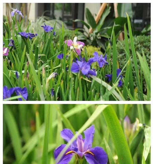 宝蓝色鸢尾的花语是什么？它象征着怎样的情感？