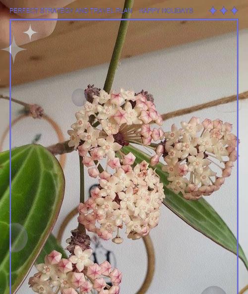 球兰的花语和寓意是什么？它在花语中代表什么？