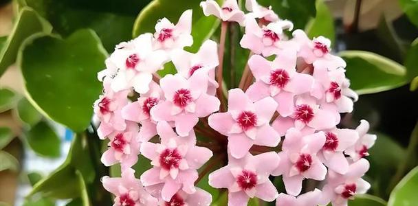 球兰的花语和寓意是什么？它在花语中代表什么？