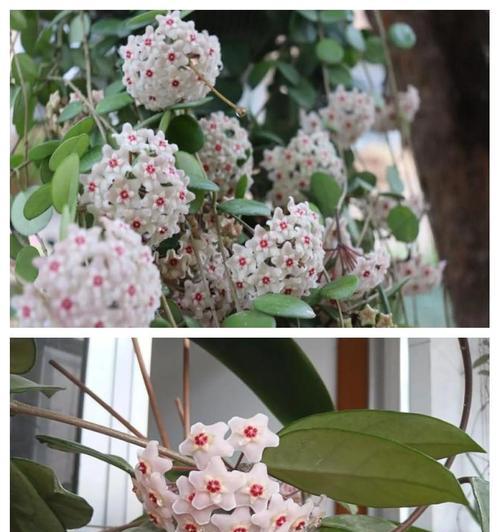 球兰的花语和寓意是什么？它在花语中代表什么？