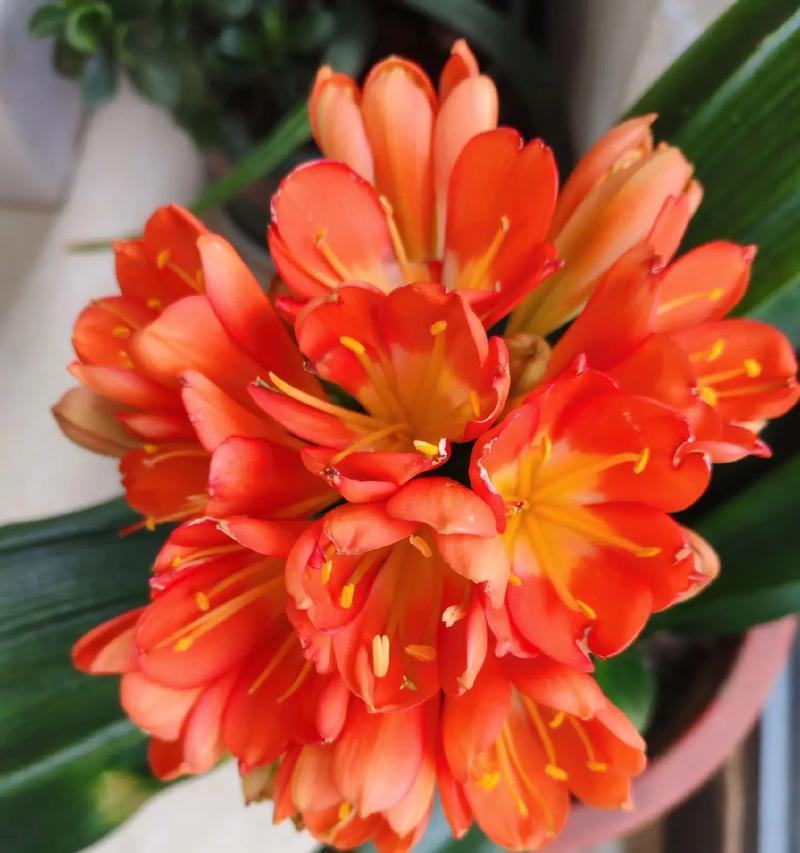 君子兰的花语是什么？它象征着怎样的品质？