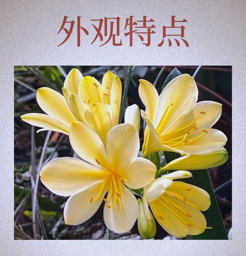 君子兰的花语是什么？它象征着怎样的品质？
