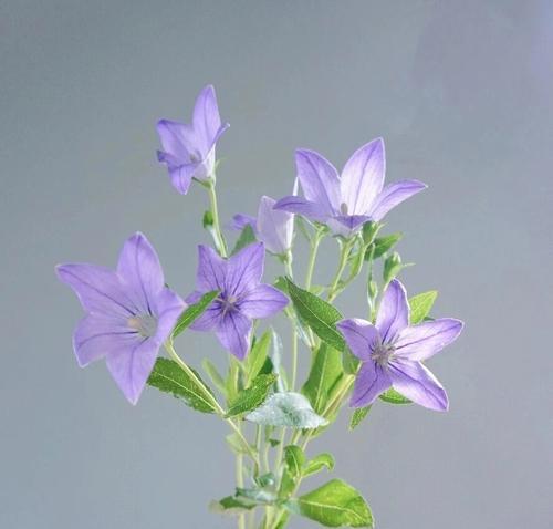 桔梗花不同颜色的花语是什么？它们各自代表什么？