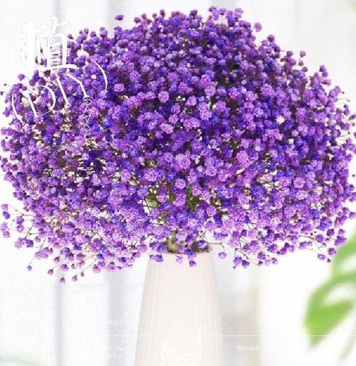 满天星有哪些品种？它们各自的花语是什么？