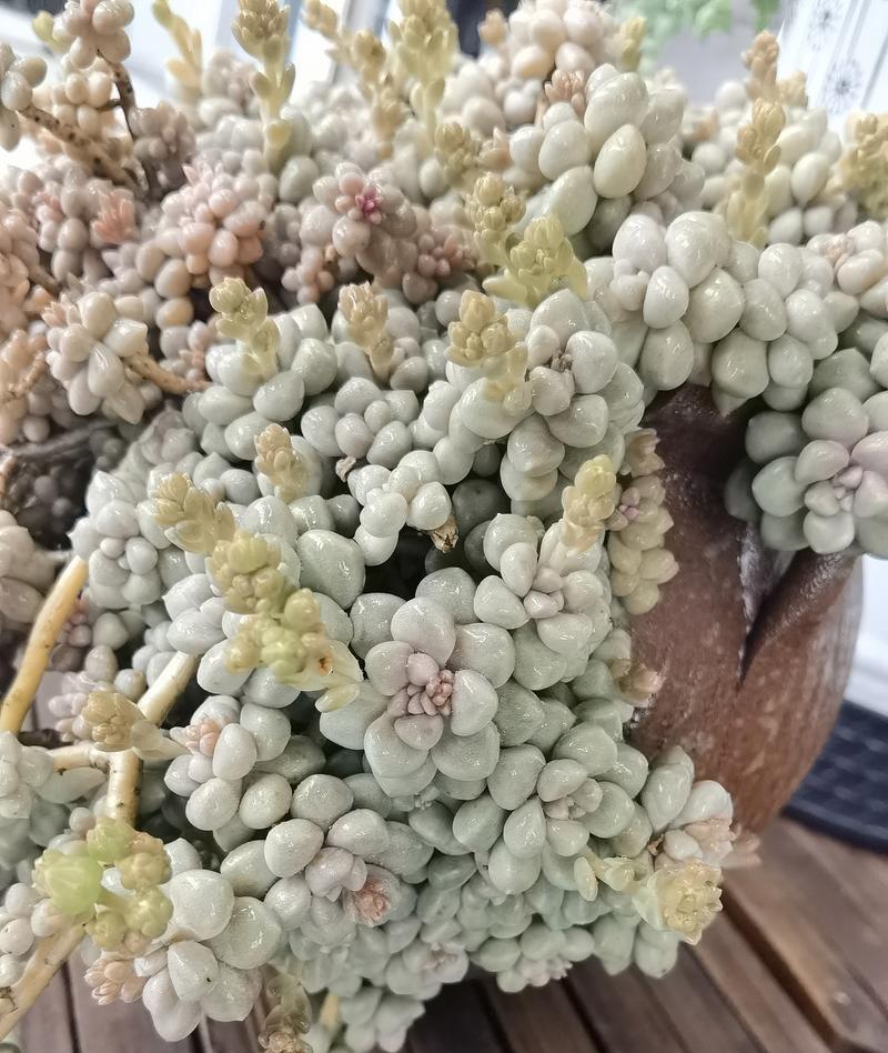 秋丽花的花语寓意着什么？秋丽的花语有哪些？