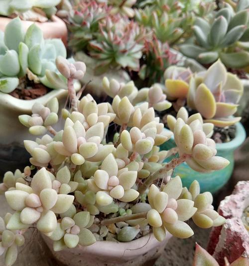秋丽花的寓意是什么？秋丽的花语有哪些？