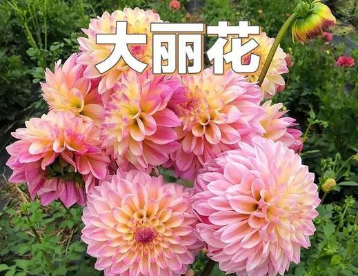 秋丽花的寓意是什么？秋丽的花语有哪些？