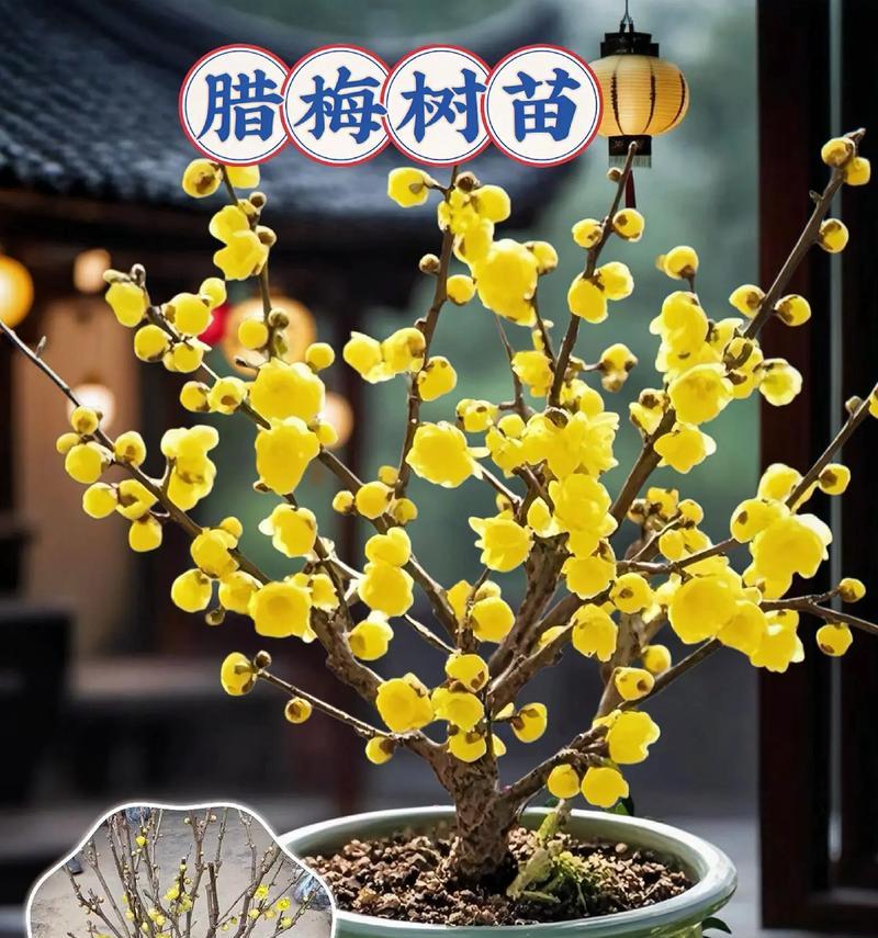 腊梅花的花语有哪些？腊梅花的花语句子是什么？