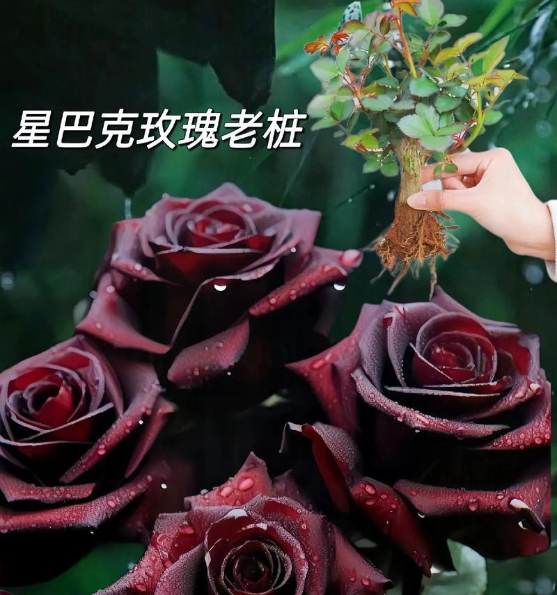 59朵玫瑰代表什么意思？59玫瑰花的花语是什么？