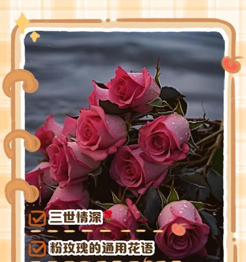 59朵玫瑰代表什么意思？59玫瑰花的花语是什么？