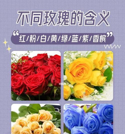 59朵玫瑰代表什么意思？59玫瑰花的花语是什么？