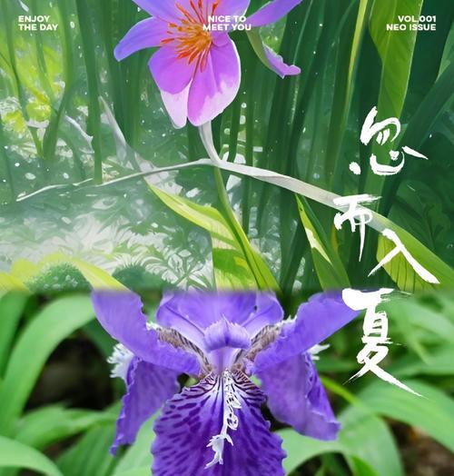 意大利鸢尾花的花语是什么？意大利鸢尾花有何寓意？