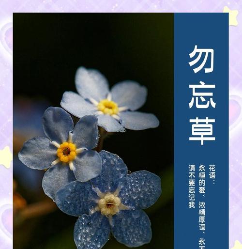 勿忘我花的花语是什么？勿忘我代表永恒吗？