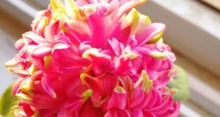 红色风信子的花语是什么？红色风信子有何寓意？