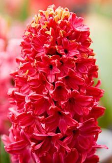 红色风信子的花语是什么？红色风信子有何寓意？