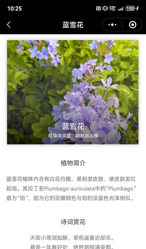 蓝雪花的花语有哪些？蓝雪花代表什么含义？