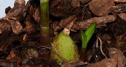 独蒜兰的花语是什么？独蒜兰有何特别含义？