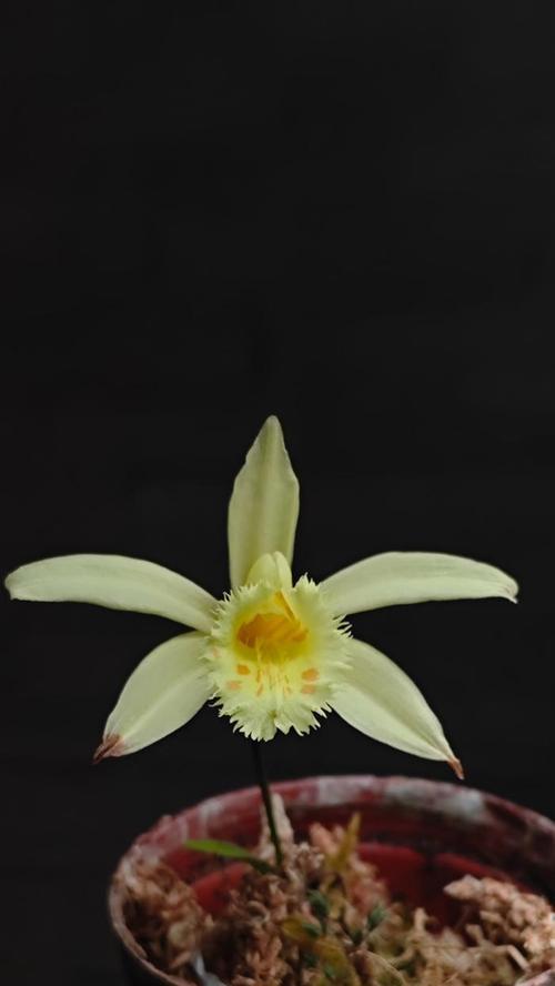 独蒜兰的花语是什么？独蒜兰有何特别含义？
