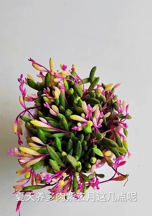 紫玄月的花语是什么？紫玄月代表什么含义？