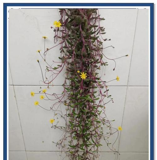 紫玄月的花语是什么？紫玄月代表什么含义？